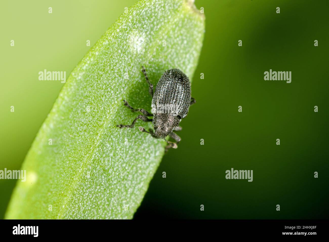 Ein winziger Käfer der Gattung Ceutorhynchus auf einer beschädigten Rucola-Pflanze - Eruca sativa. Stockfoto
