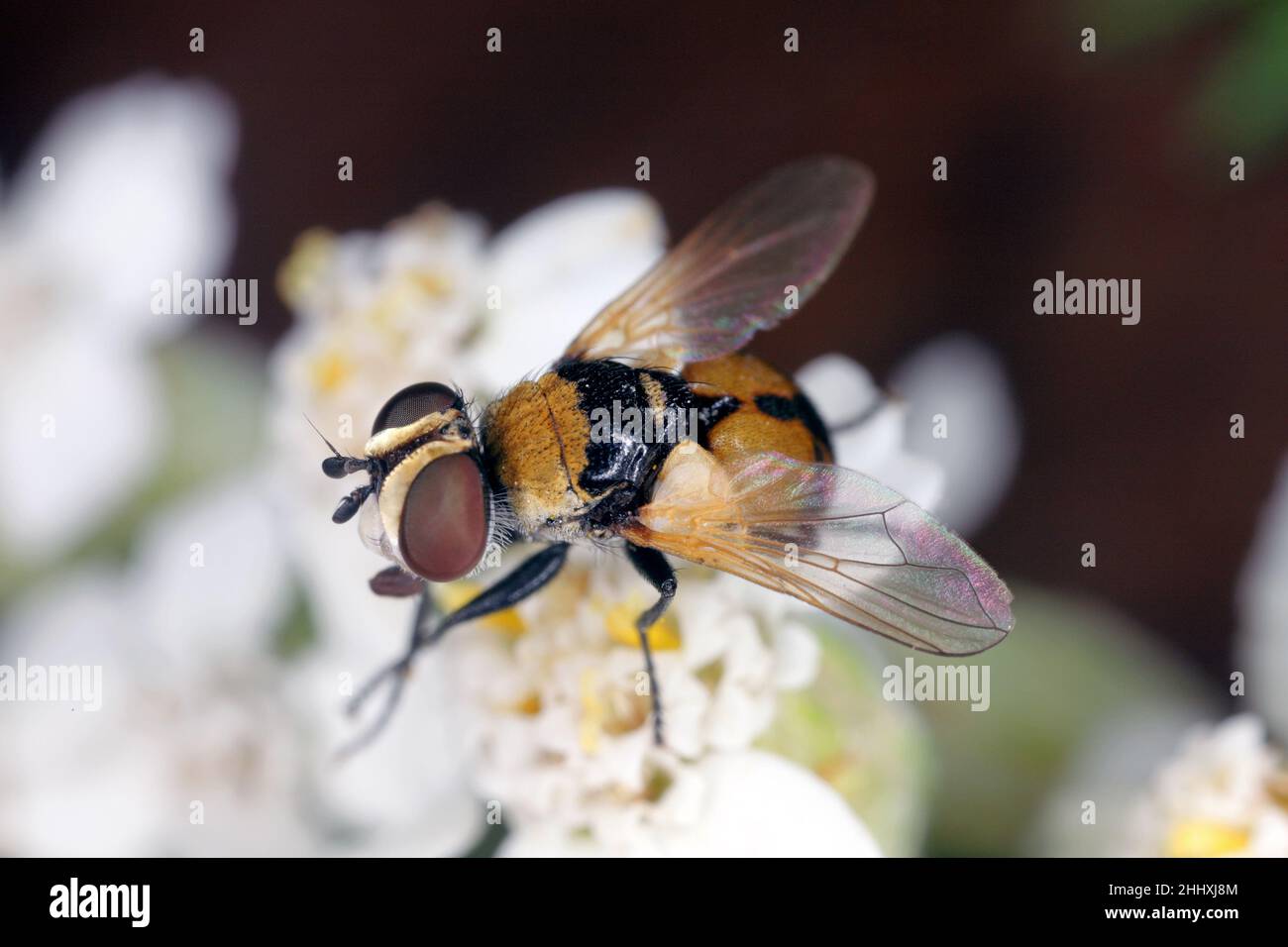 Eine kleine Fliege auf einer Blume. Stockfoto