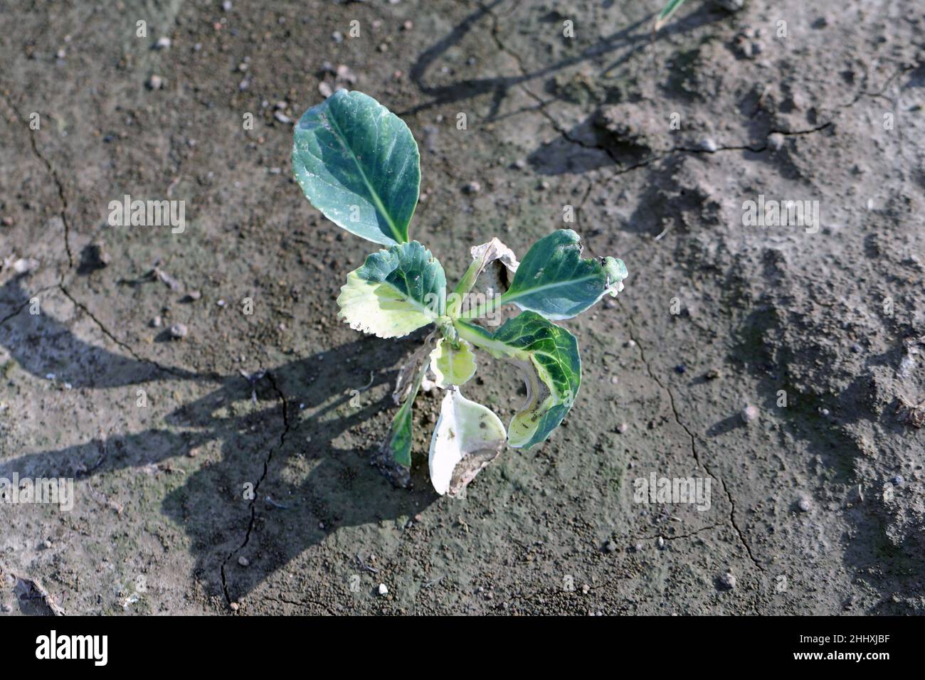 Kohlpflanze durch unsachgemäße Anwendung von Pflanzenschutzmitteln beschädigt - phytotoxische Wirkung. Stockfoto