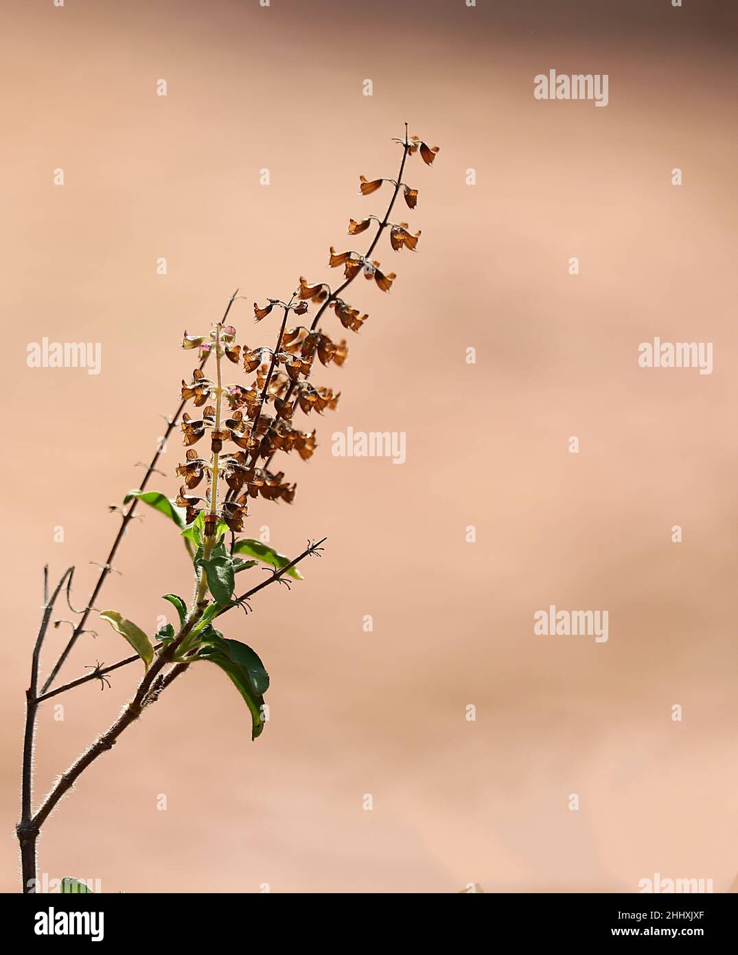 Heiliger Basilikum/Tulsi-Pflanzenschoten/Samen Stockfoto