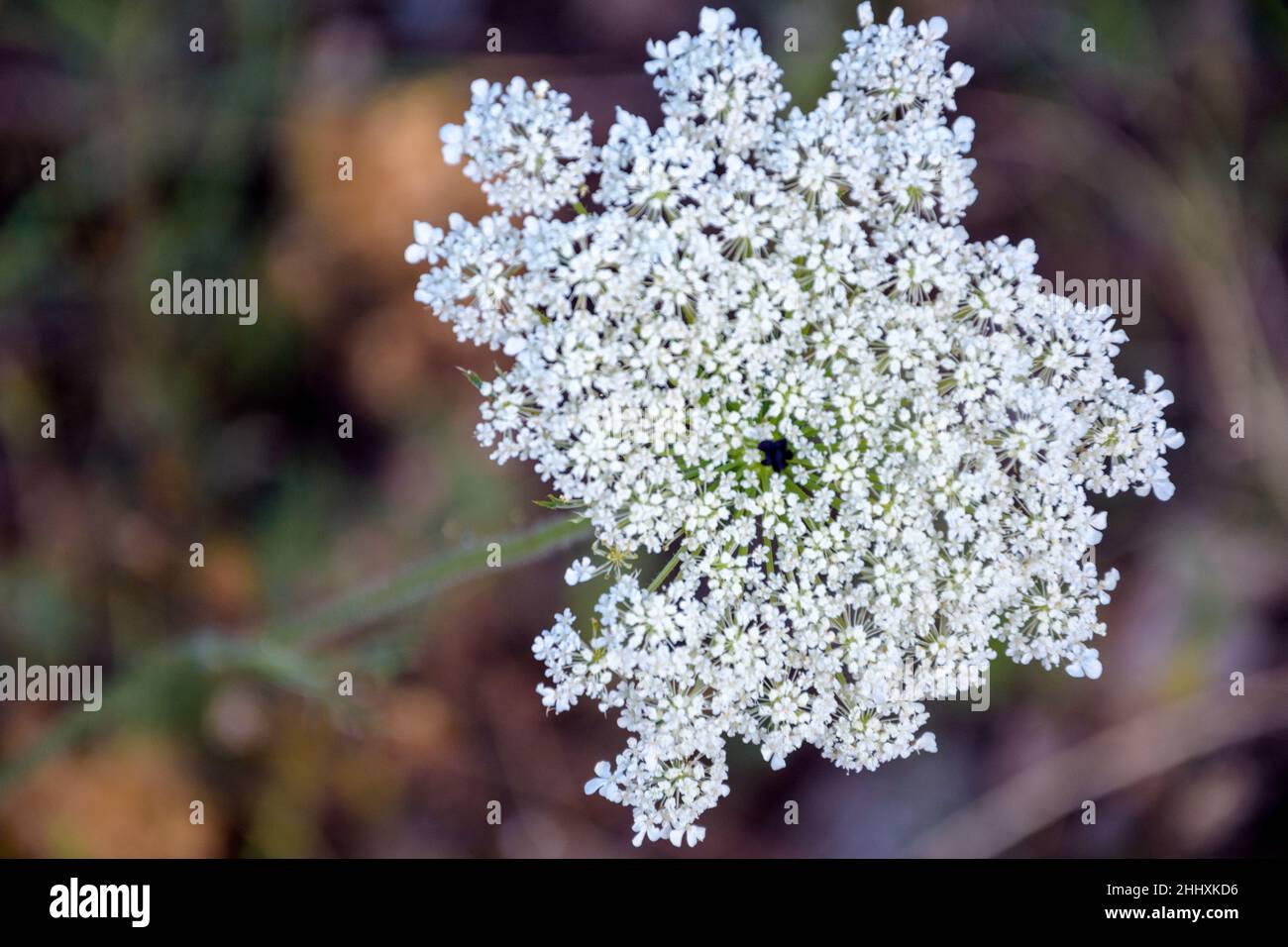 Hintergrund mit weißer Wildblume, hinten verschwommen, vorne fokussiert Stockfoto
