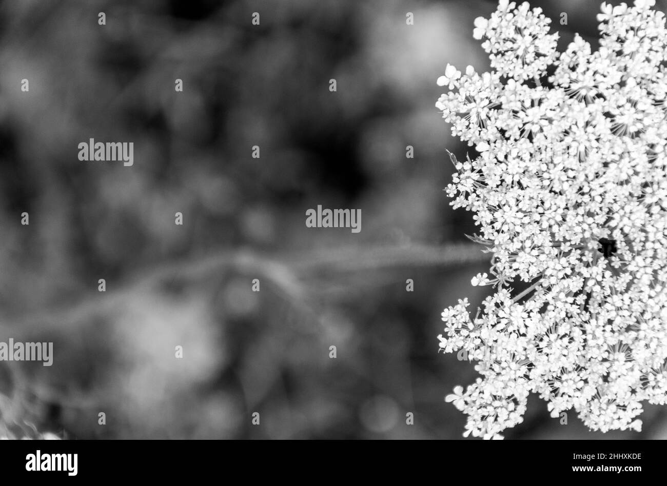 Schwarz-weißer Hintergrund mit weißer Wildblume, hinten verschwommen, vorne fokussiert Stockfoto