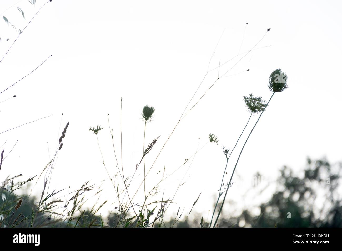 Nahaufnahme bei Wildblumen, gut für den Einsatz als Hintergrundmaterial Stockfoto
