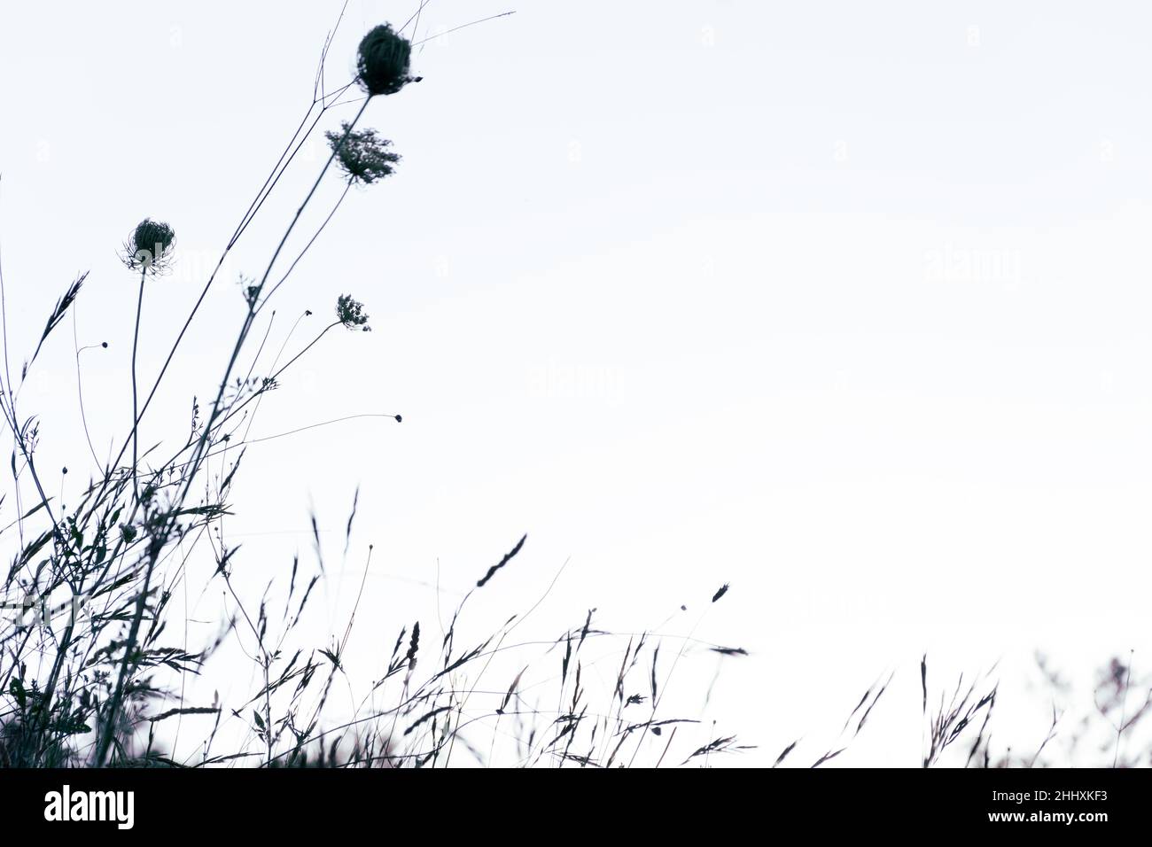 Nahaufnahme bei Wildblumen, gut für den Einsatz als Hintergrundmaterial Stockfoto