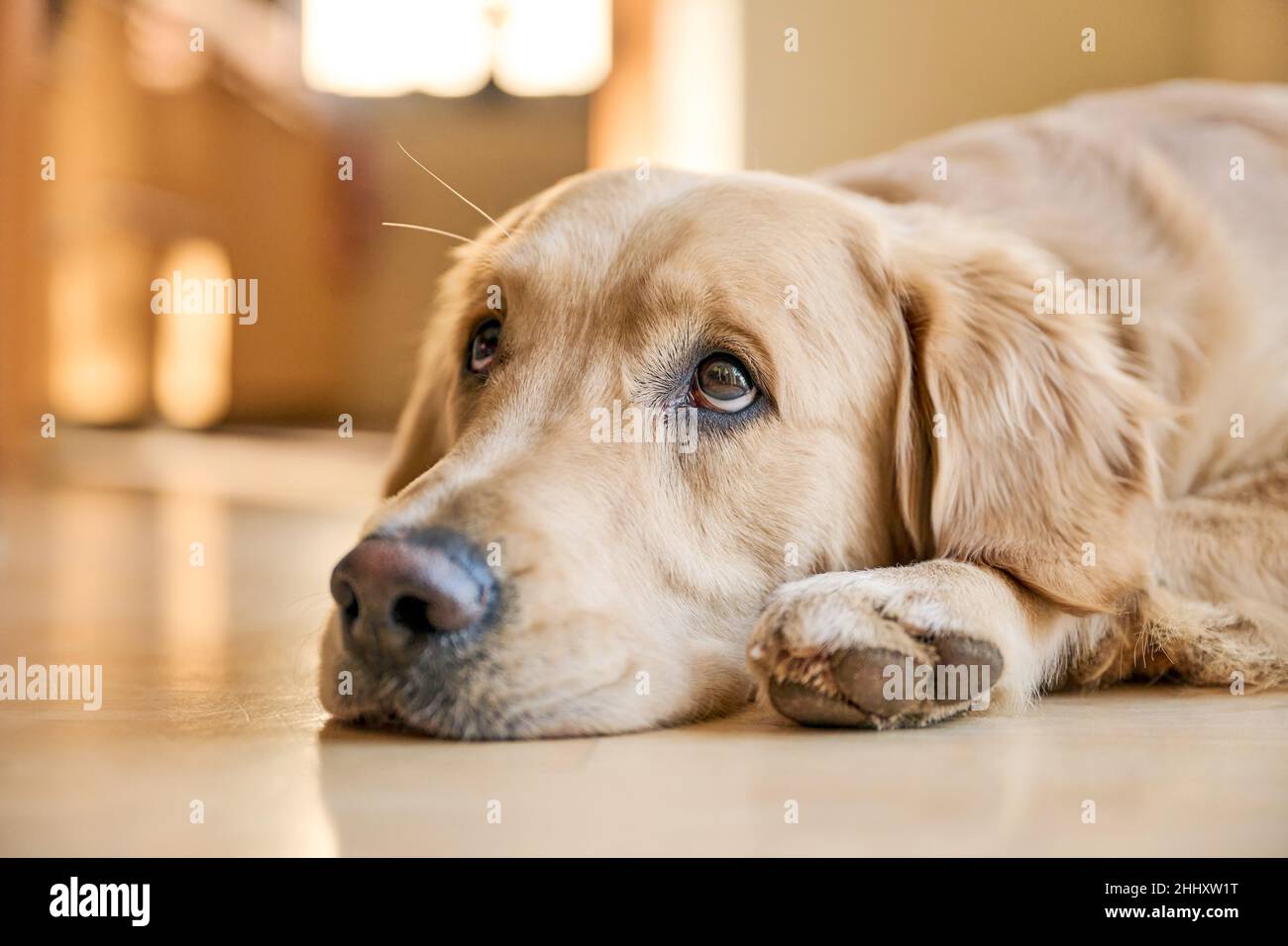 Golden Retriever mit traurigen Augen Stockfoto