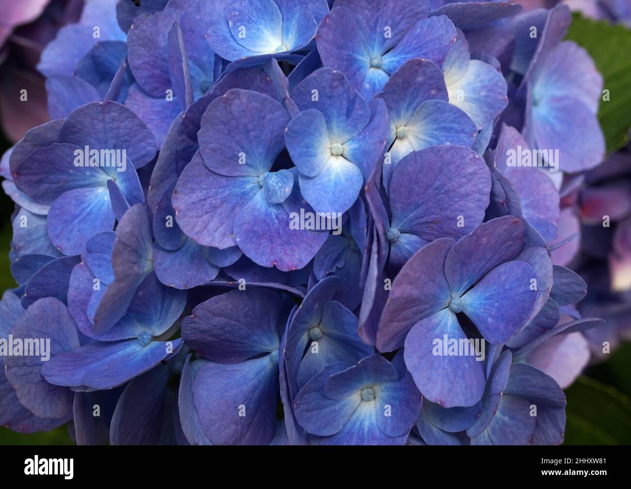 Nahaufnahme der blauen Hydrangea macrophylla-Blüten. Diese Pflanze stammt aus Japan und wird in vielen Teilen der Welt angebaut. Stockfoto