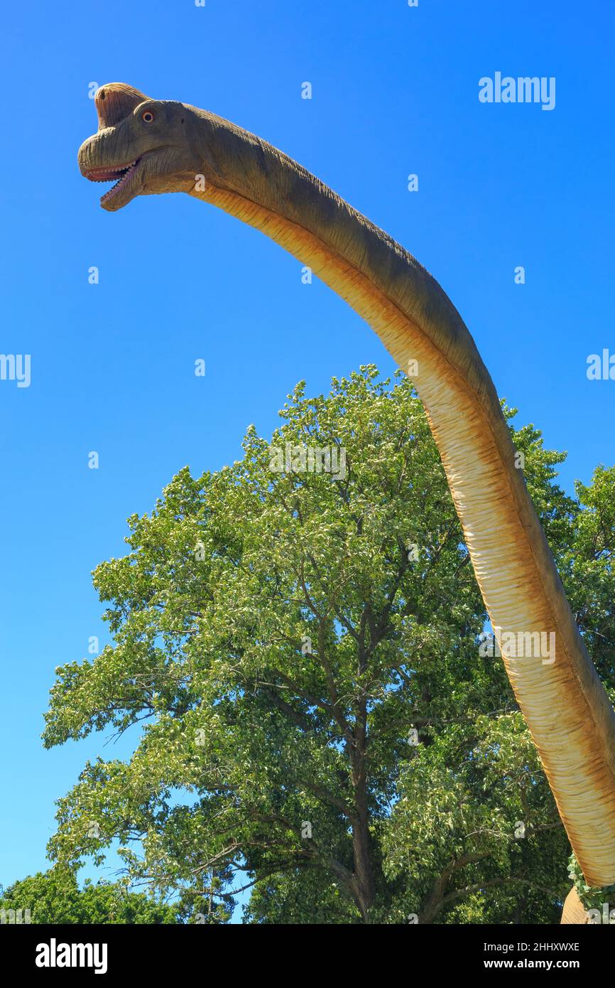 Kopf und Hals eines Modell-Brachiosaurus, eines riesigen pflanzenfressenden Dinosauriers aus der Jurazeit Stockfoto