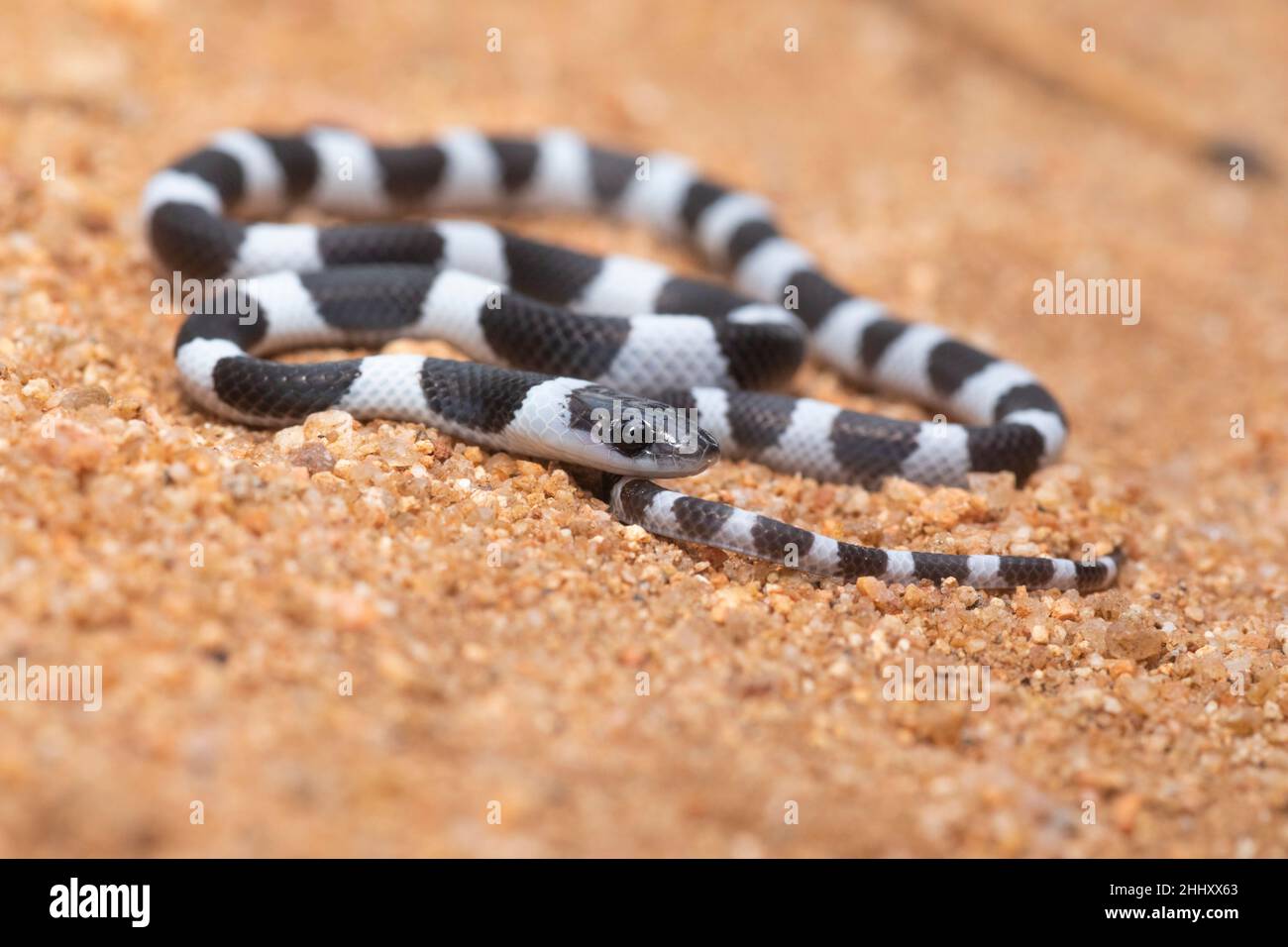 Gemeinsame Zaum Schlange, Dryocalamus nympha, Hampi, Karnataka, Indien Stockfoto