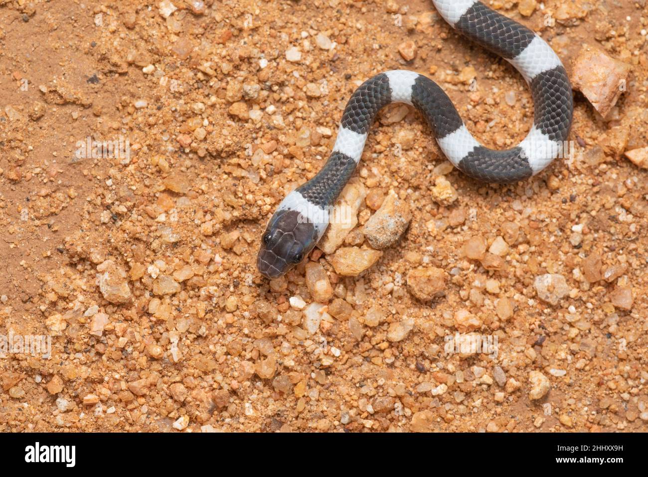 Gemeinsame Zaum Schlange, Dryocalamus nympha, Hampi, Karnataka, Indien Stockfoto