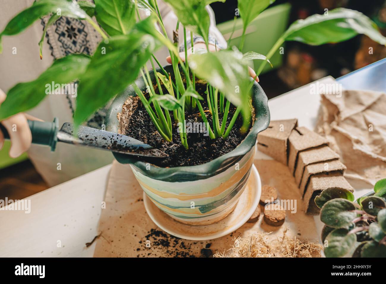 Frühjahrstransplantation von Zimmerpflanzen in befruchteten Boden. Hände der Frau mit Gartenschaufel werden in neue Blumentopf tropische Pflanze Spathiphyl transplantiert Stockfoto