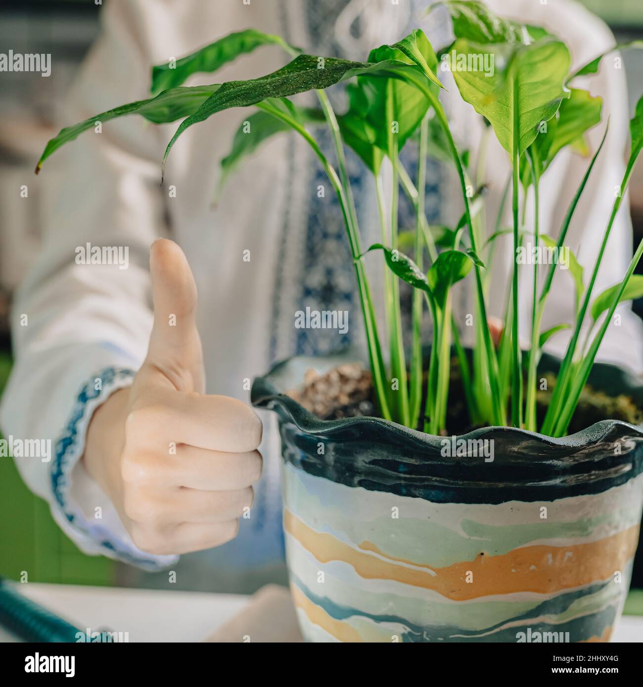 Daumen hoch Zeichen Schon gut. gesunde Heimpflanze in Blumentopf mit hellgrünen Laub ist das Ergebnis einer guten Heimpflanzenpflege, Verwendung von mineralischen organischen Düngung Stockfoto