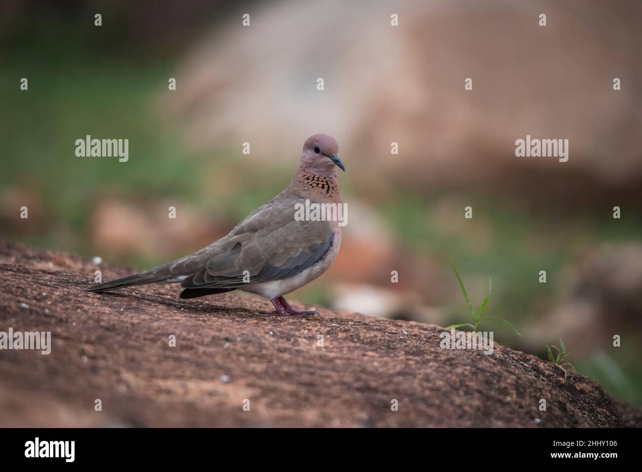 Laughing Dove, Spilopelia senegalensis, Karnataka, Indien Stockfoto