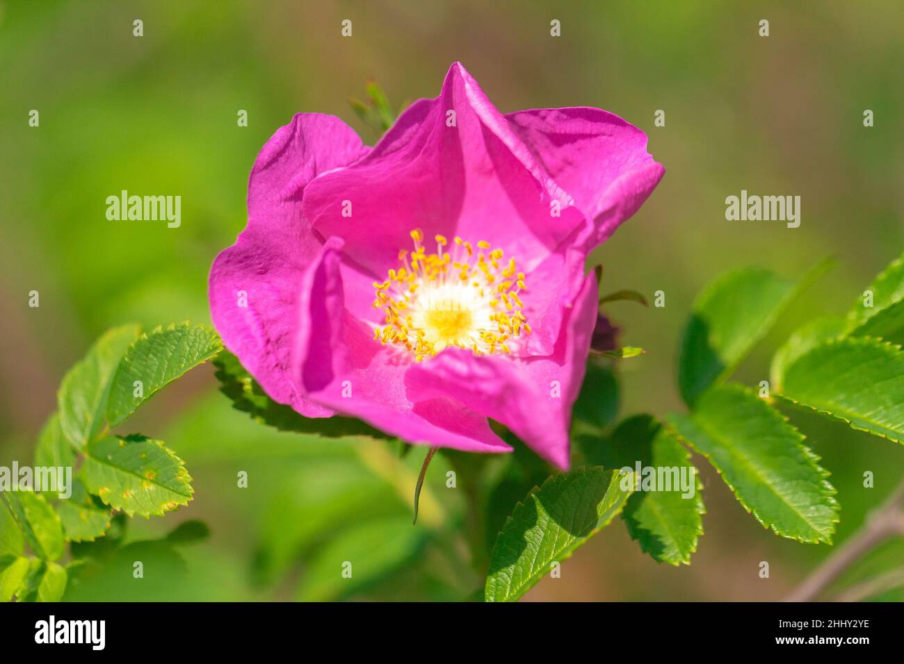 Rosa rubiginosa, blüht in einem Garten aus der Nähe. Stockfoto