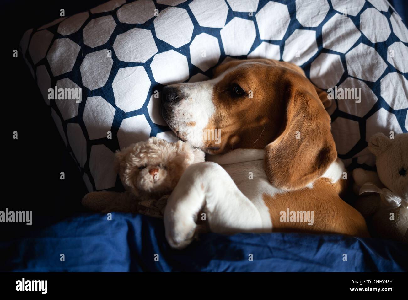 beagle Hund liegt im Bett mit weichem Spielzeug Stockfotografie - Alamy