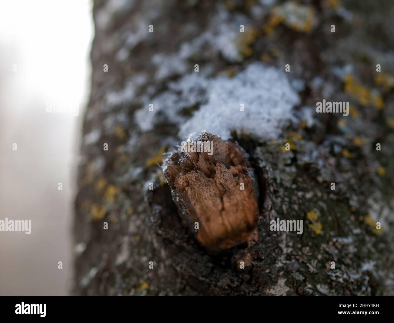 Gebrochener Knoten am Stamm eines Baumes, im Winter Stockfoto