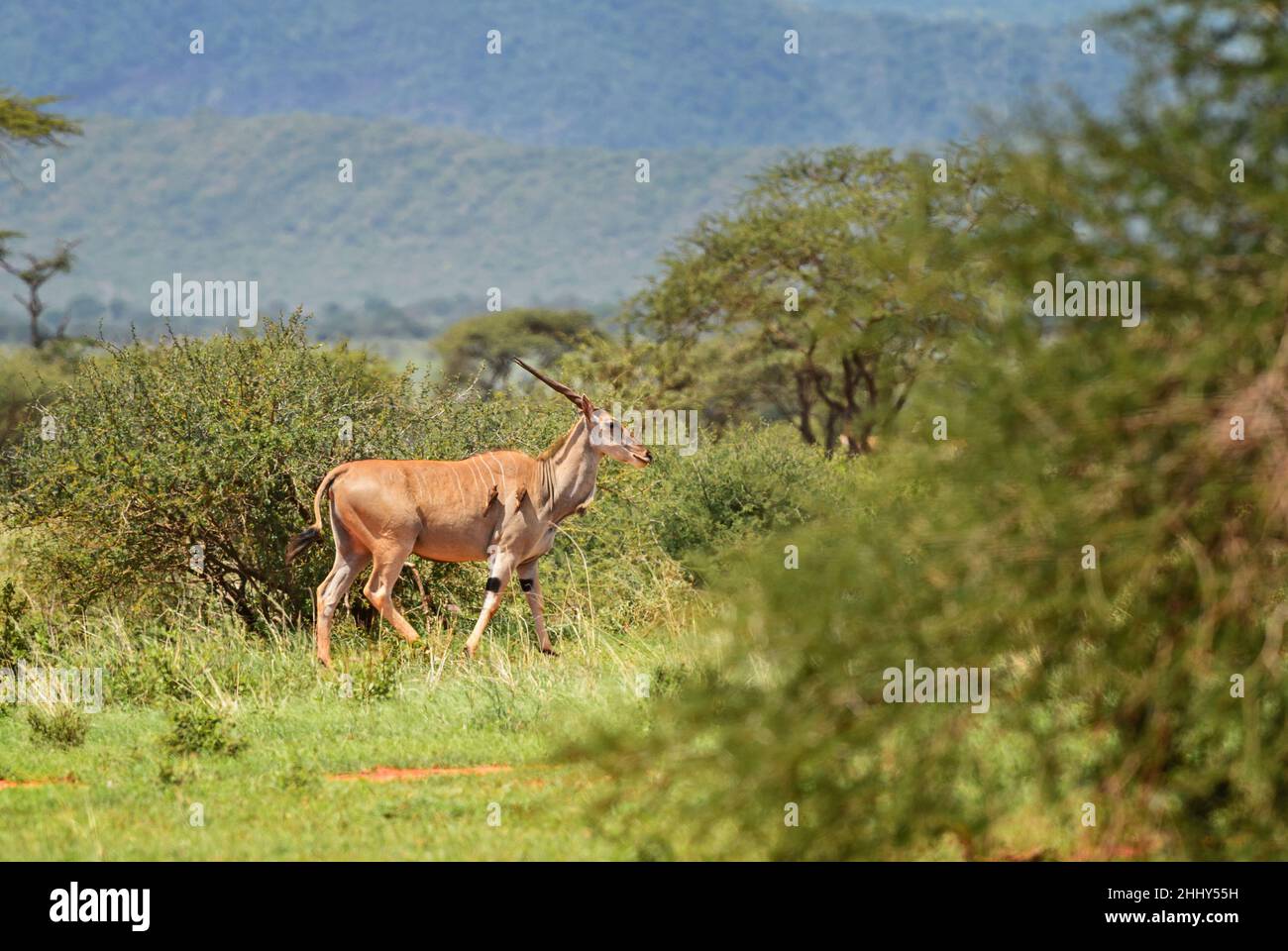 Gewöhnlicher Eland - Taurotragus oryx, große seltene Antilope aus afrikanischen Büschen und Savannen, Tsavo East, Kenia. Stockfoto