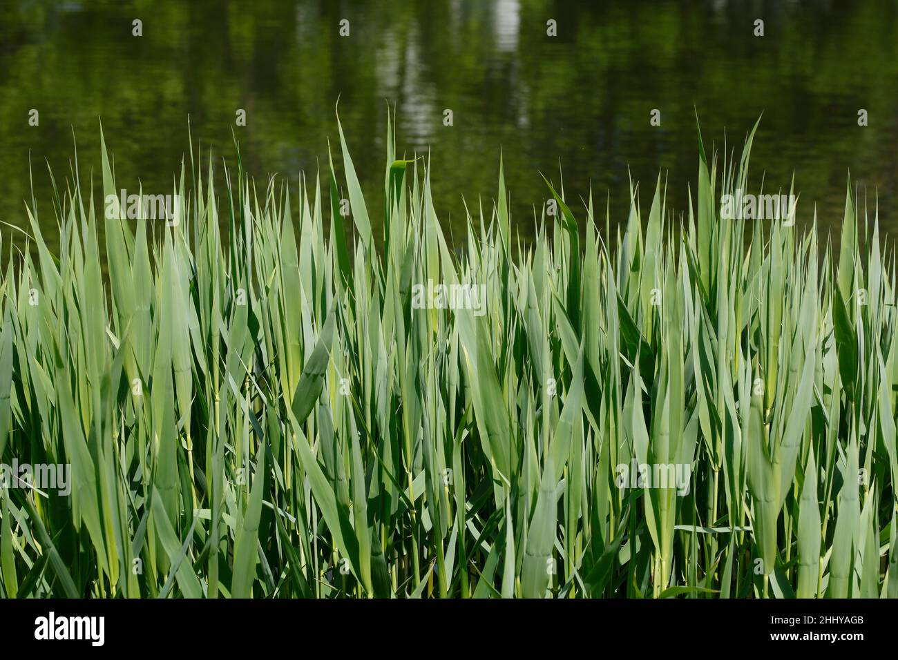 Schilf, Gräser auf einem See Stockfoto