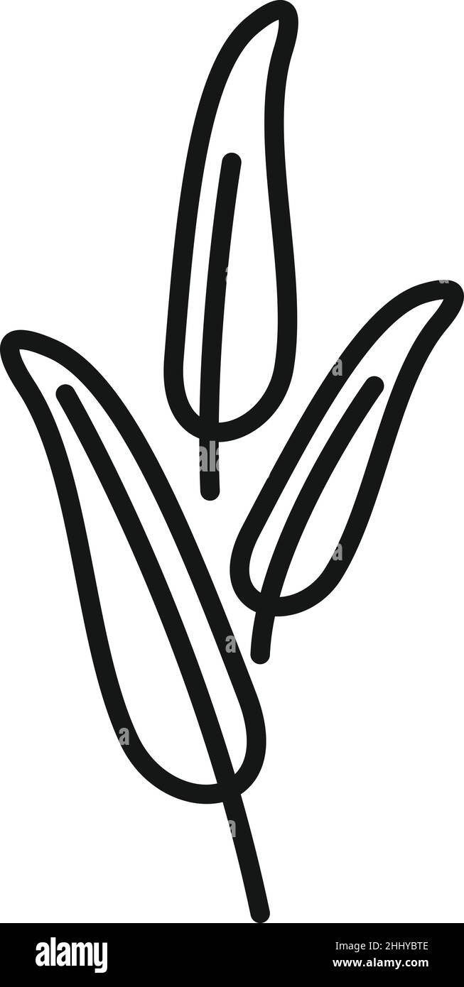 Umrissvektor für das Symbol „Salbei-Verwischen“ Kräuterstab. Kräutersalbei Stock Vektor