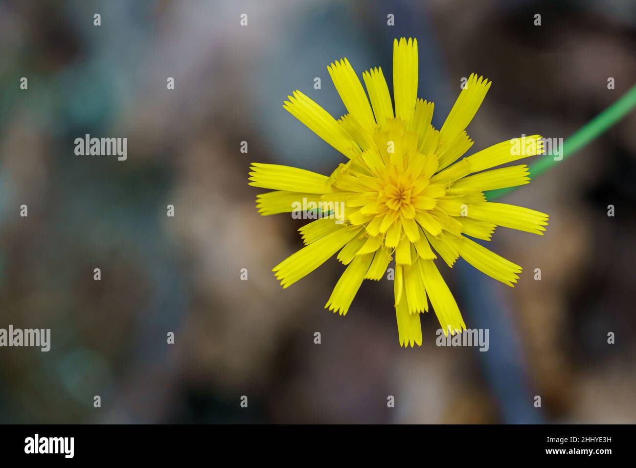 TAFJORD, NORWEGEN - 2020. JUNI 13. Herbst-Hawkbit (Scorzoneroides Autumnalis) Stockfoto