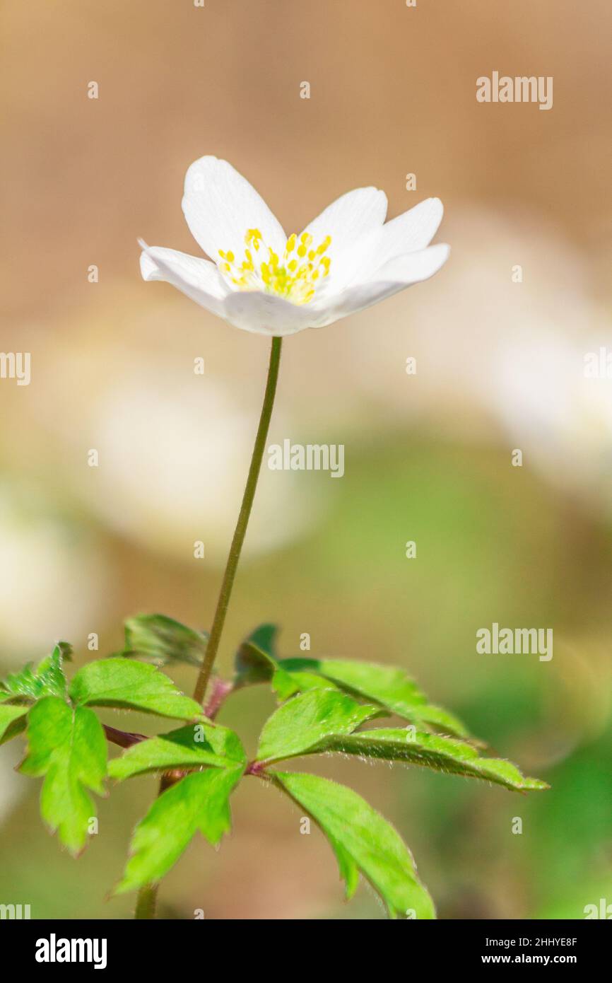 Anemone sylvestris, Schneeglöllenanemonblume, eine mehrjährige Pflanze, die in einer Detailansicht blüht. Stockfoto