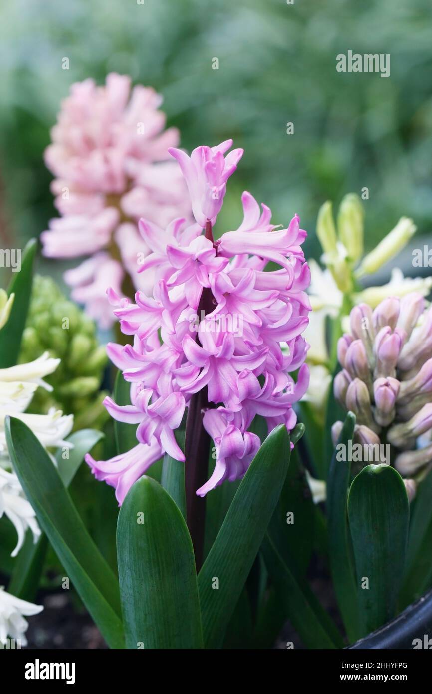 Hyacinthus 'Beeren und Sahne' Blüten. Stockfoto