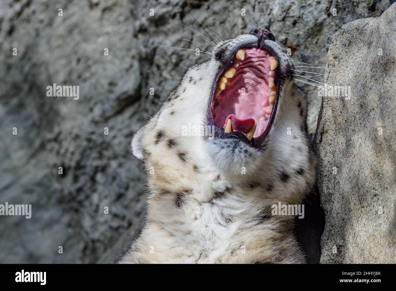 Porträt eines Schneeleoparden aus der Nähe auf einem Steinhintergrund Stockfoto