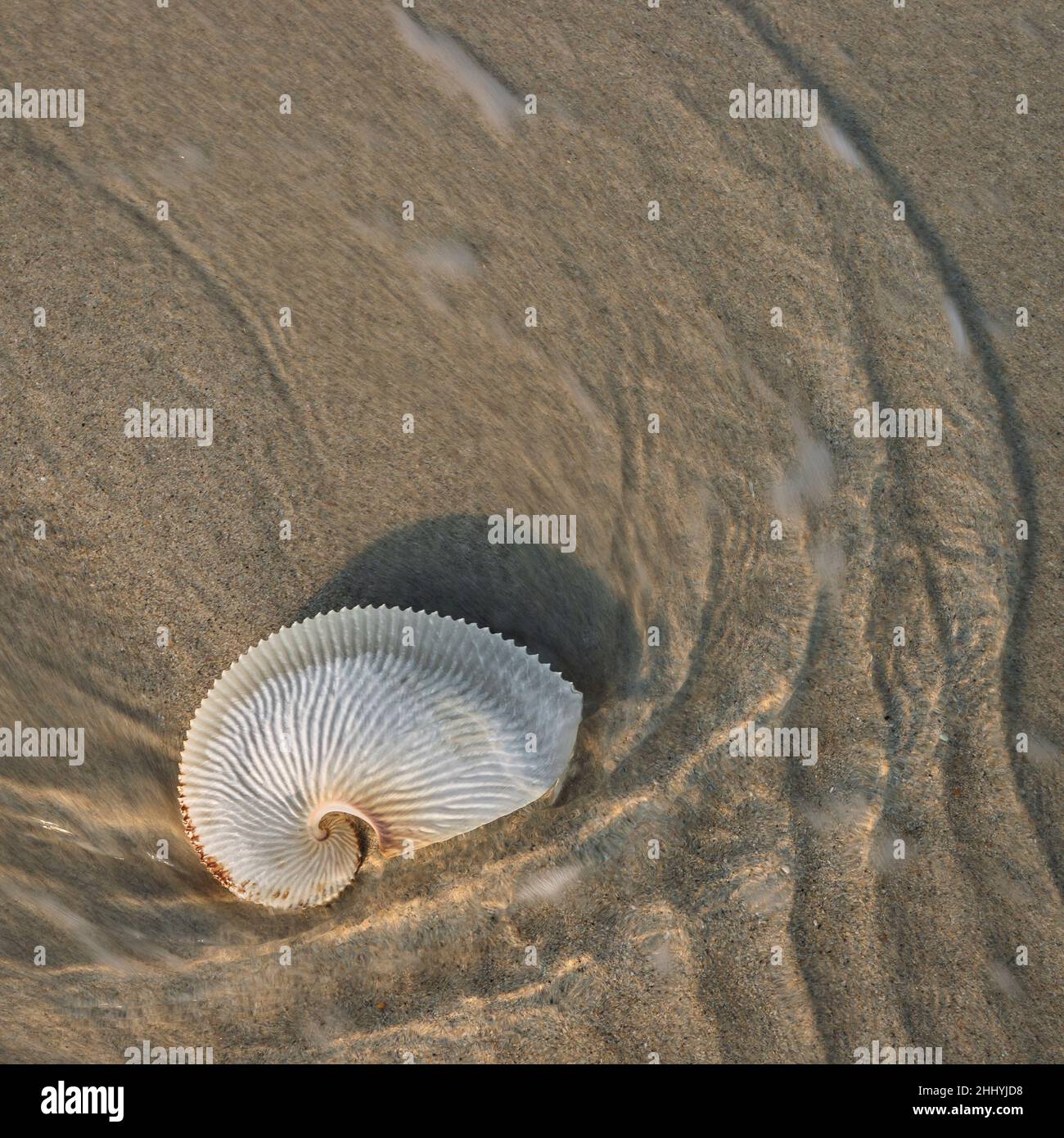 Papier Nautilus, Argonauta nodosa, symmetrische Schönheit. Am Strand wurde die Muschel ausgewaschen. Esperance, Südaustralien Stockfoto