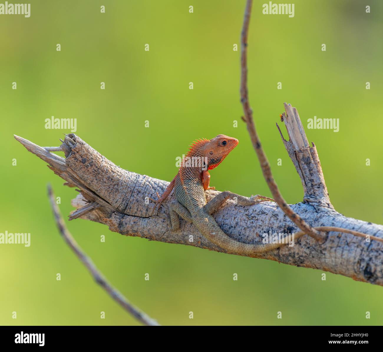 Eine Garteneidechse, die auf einem Baumzweig mit grünem Hintergrund sitzt Stockfoto