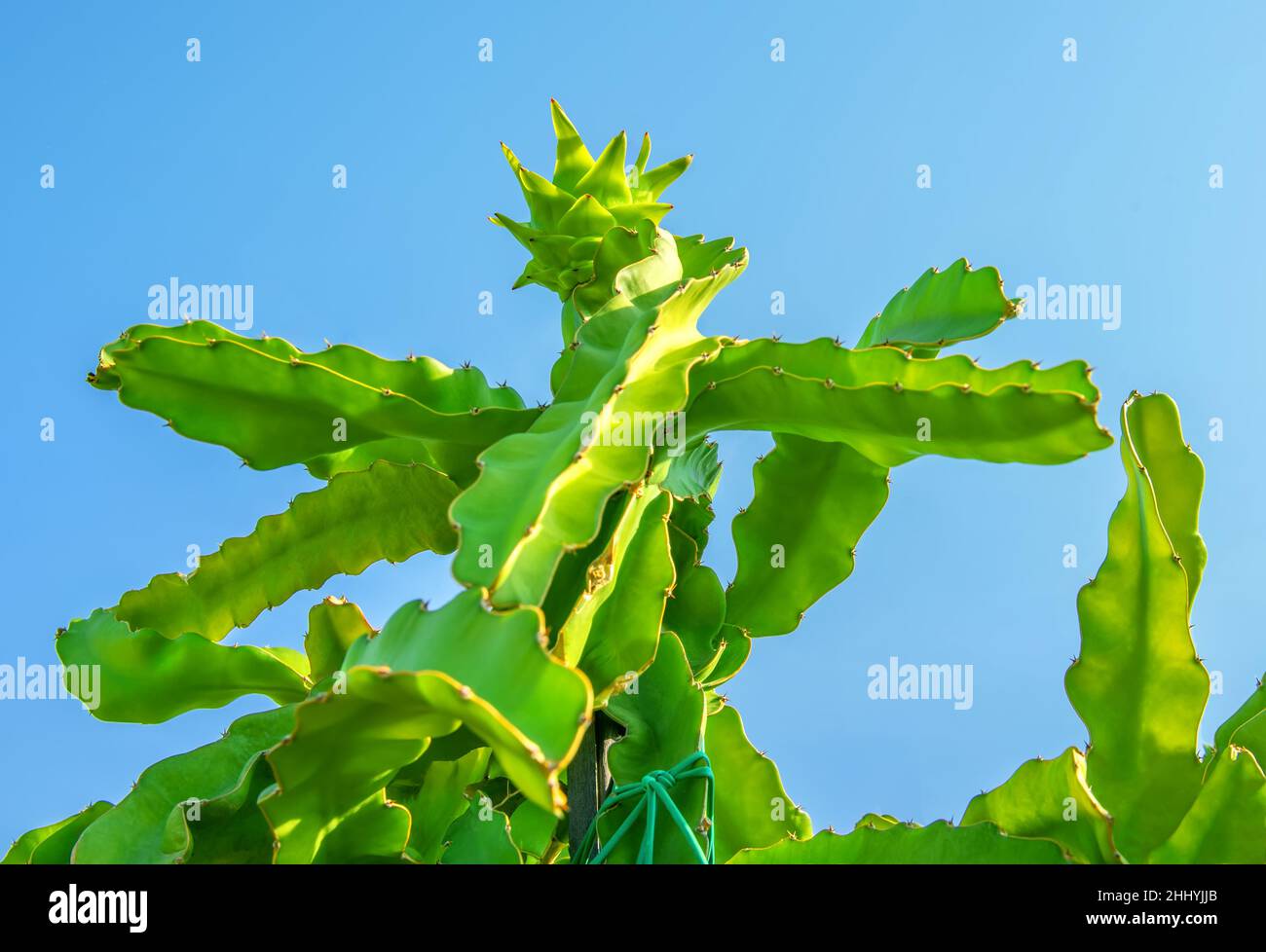 Drachenfrucht-Kaktusbaum mit unreifen Früchten auf der Oberseite gegen hellblauen Himmel Stockfoto