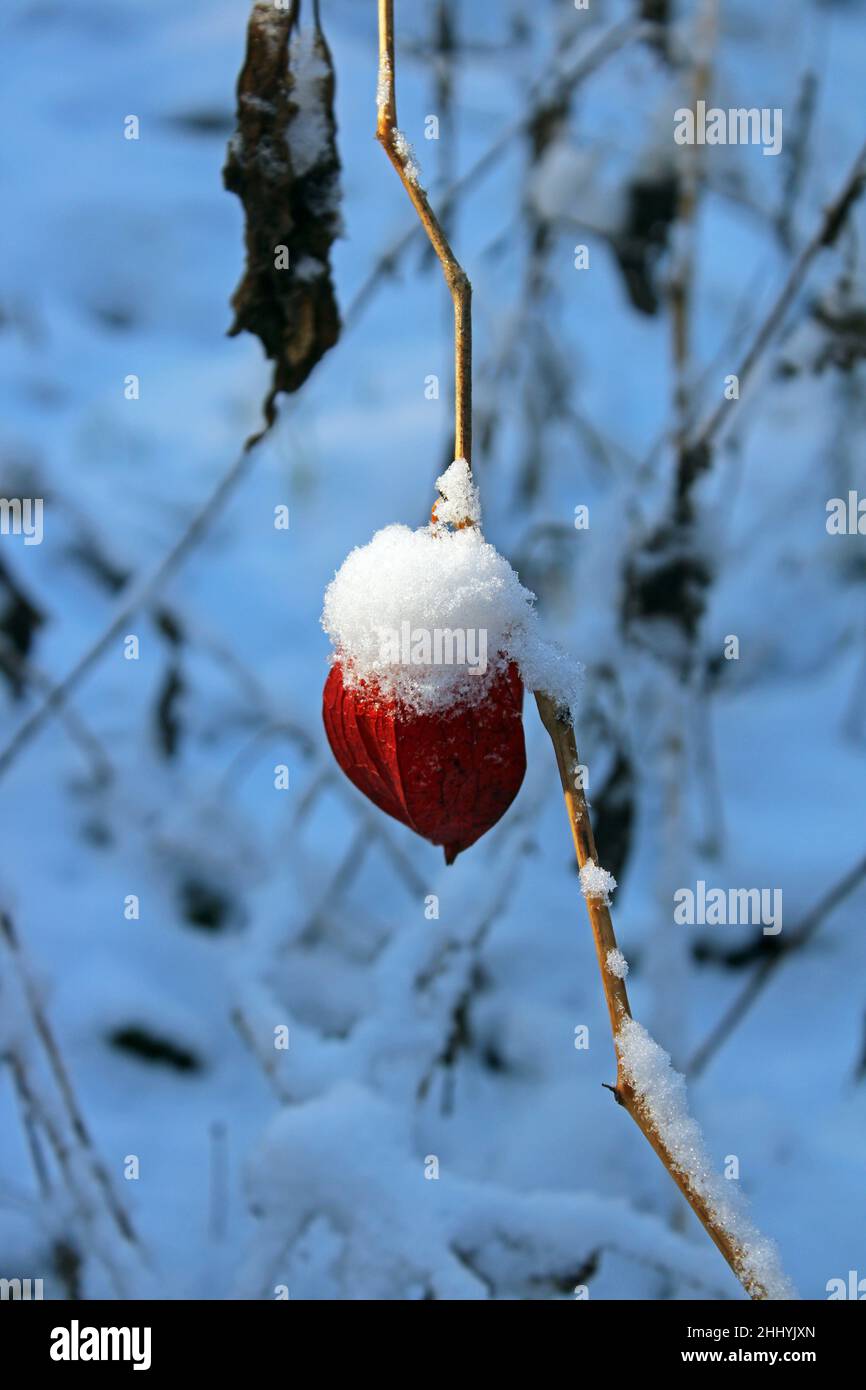 Wintertage, Physalis, gefrorene Landschaft in der Nähe von Zagreb, Kroatien Stockfoto