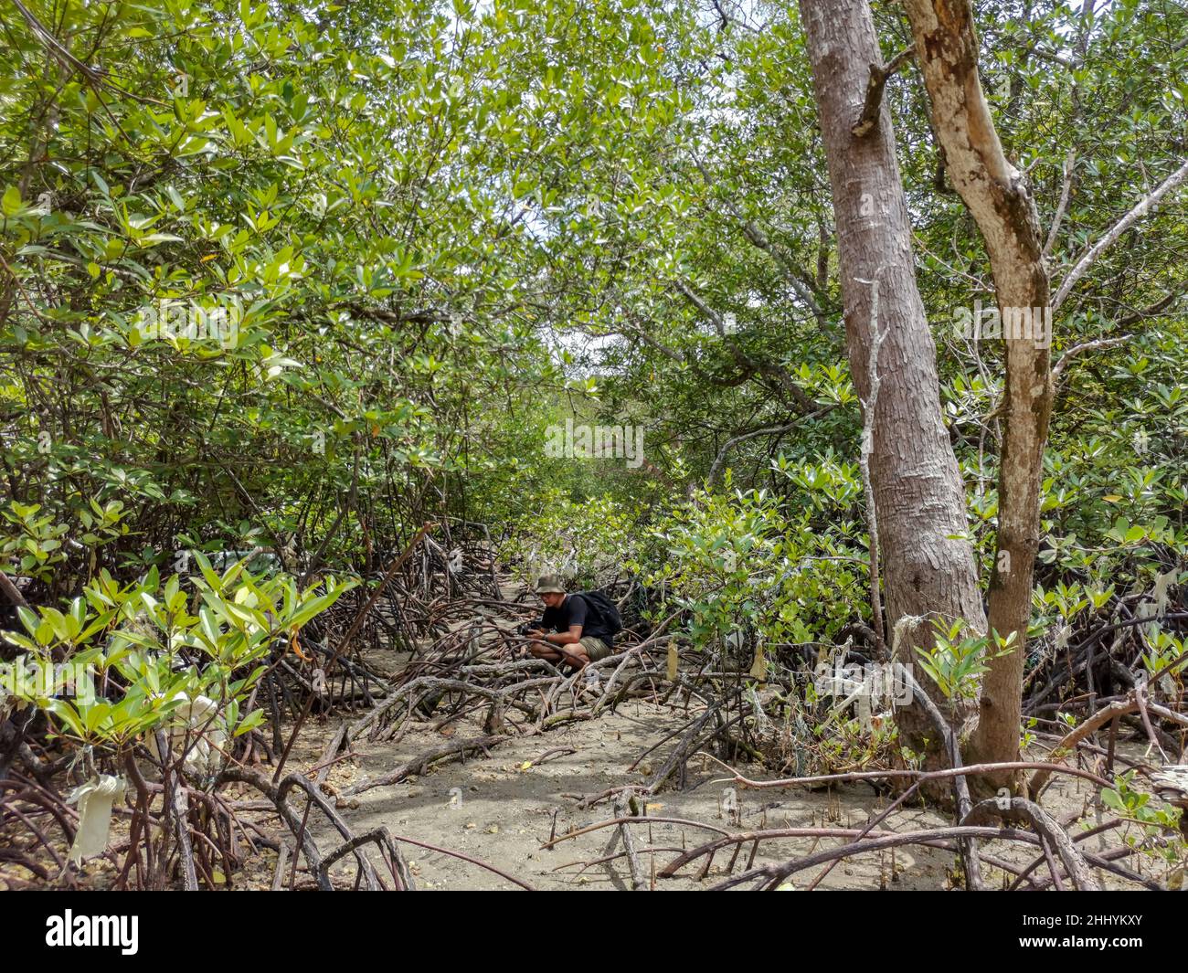 Porträt des Fotografen Fotografieren Sie grüne Mangrovenbäume im Mangrovenwald, umgeben von Mangrovenwurzeln. Im Konzept Reisen allein.Reisen Urlaub Stockfoto