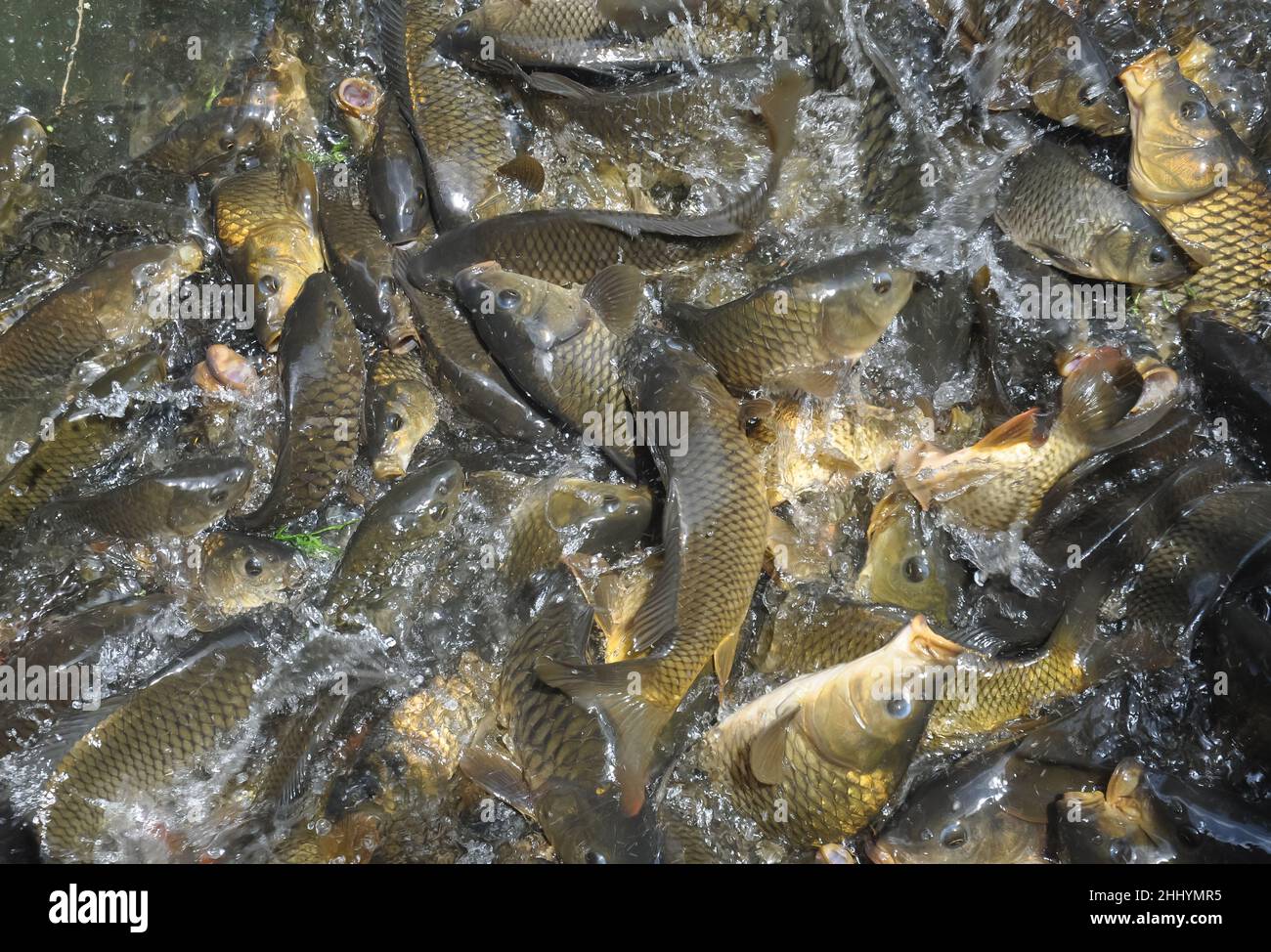 Blick aus dem hohen Winkel auf eine Gruppe von Fischen, die sich im See zum Essen versammeln Stockfoto