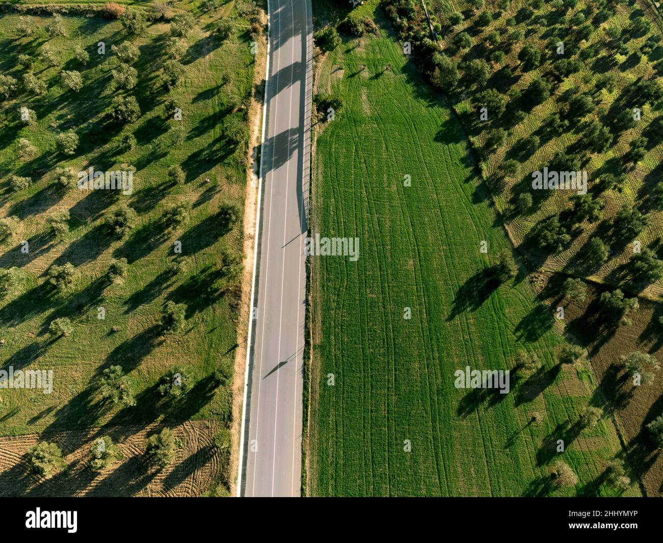 Luftaufnahme von Olivenfeldern mit einer Landstraße und Bauernhöfen. Stockfoto