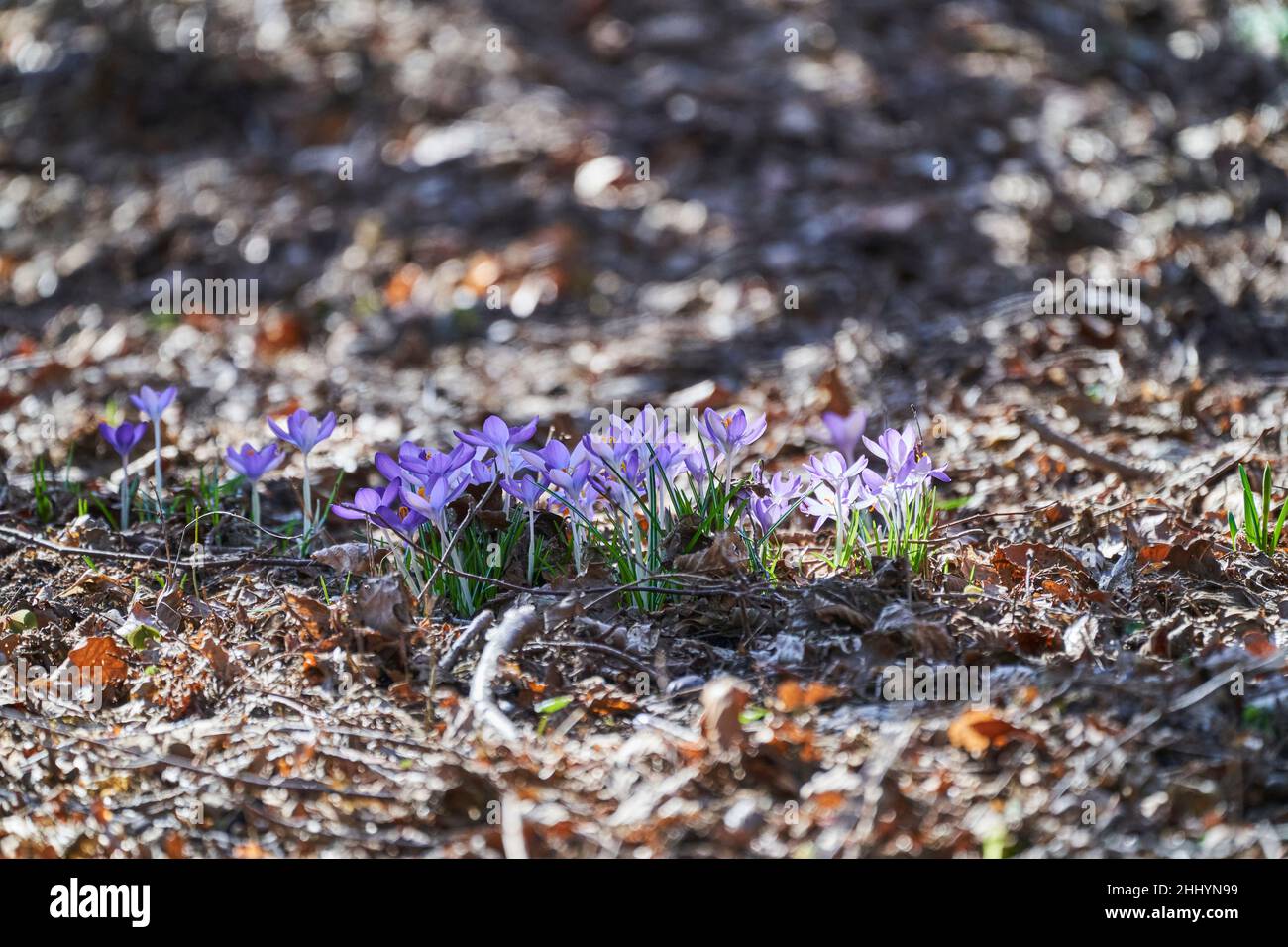 Ein Crocus ist eine blühende Pflanze in der Familie der Iris und eine mehrjährige Blume, die aus Kormen wächst Stockfoto