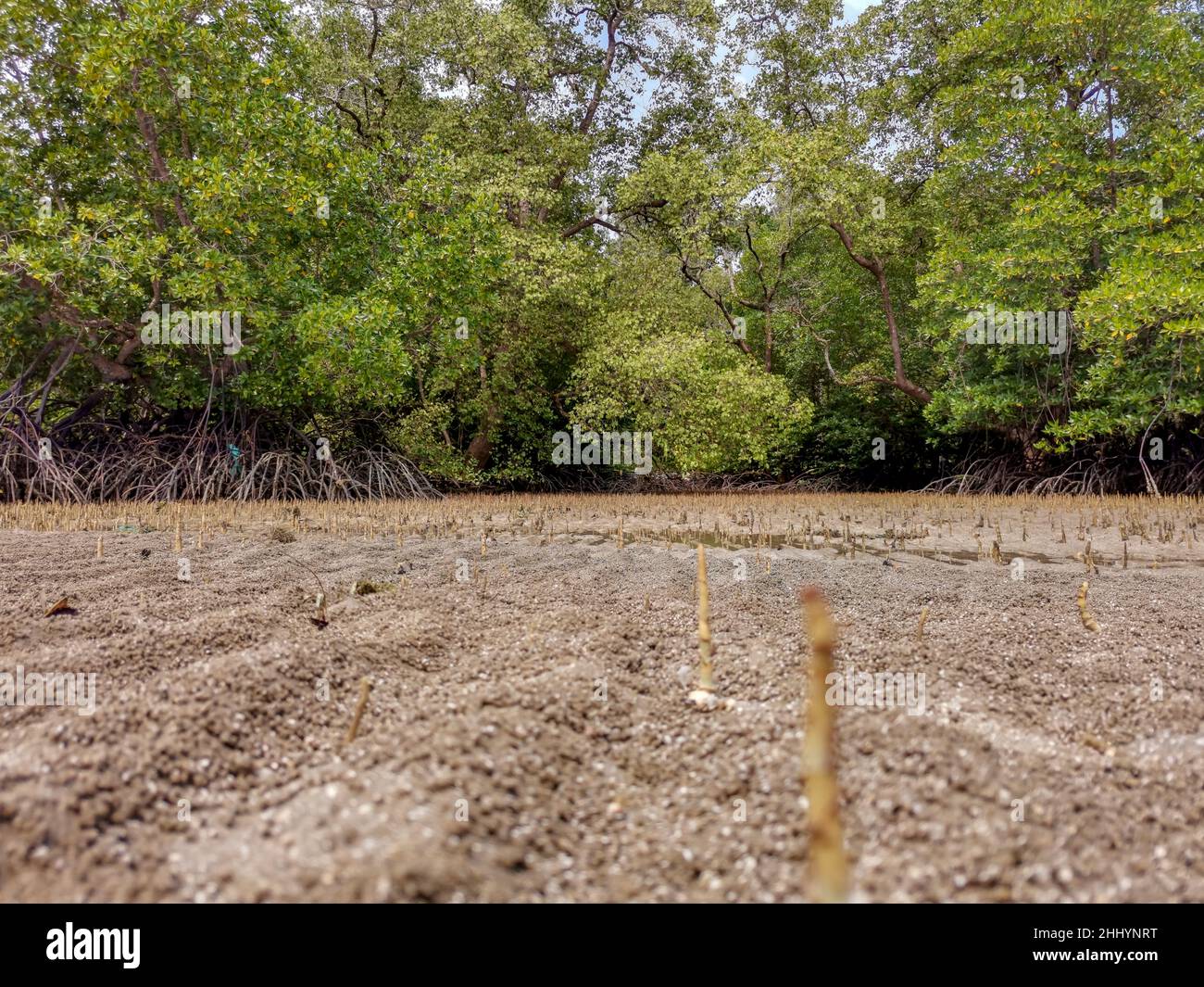 Low-Angle-Ansicht von Mangrovenbäumen Wurzeln, Pneumatophores, Luftwurzeln, spezielle Wurzeln für das Atmen von Mangrovenapfel, Kork in tropischen Mangrovenbäumen fo Stockfoto