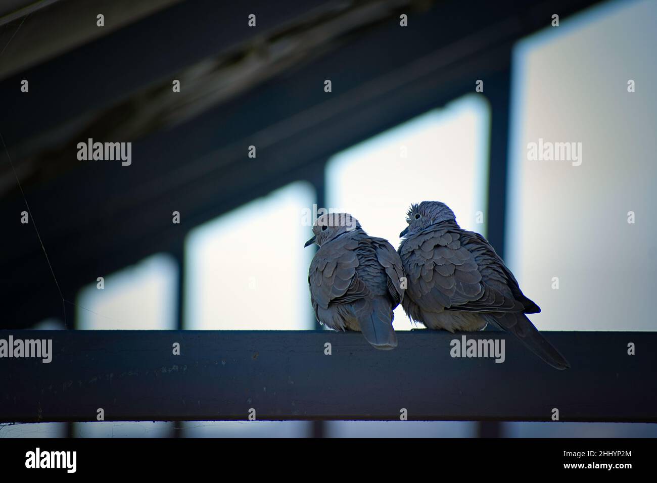 Ein Paar Tauben mit Keilkragen sitzt zusammen. Stockfoto