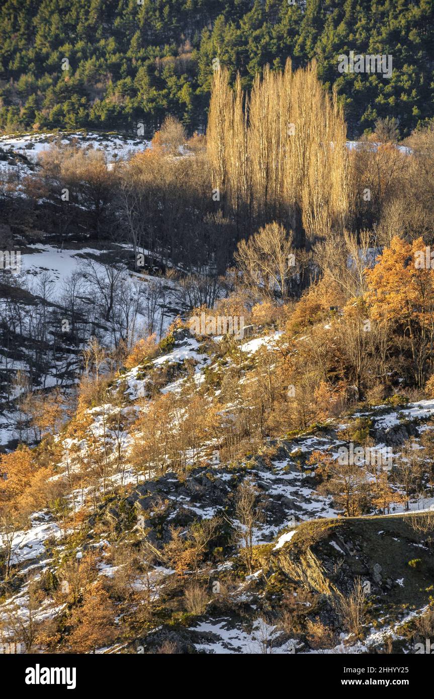 Wald in der Nähe des Stausees Borén, im Winter im Àneu-Tal (Naturpark Alt Pirineu, Katalonien, Spanien, Pyrenäen) ESP: Bosque en el Pallars Sobirà Stockfoto