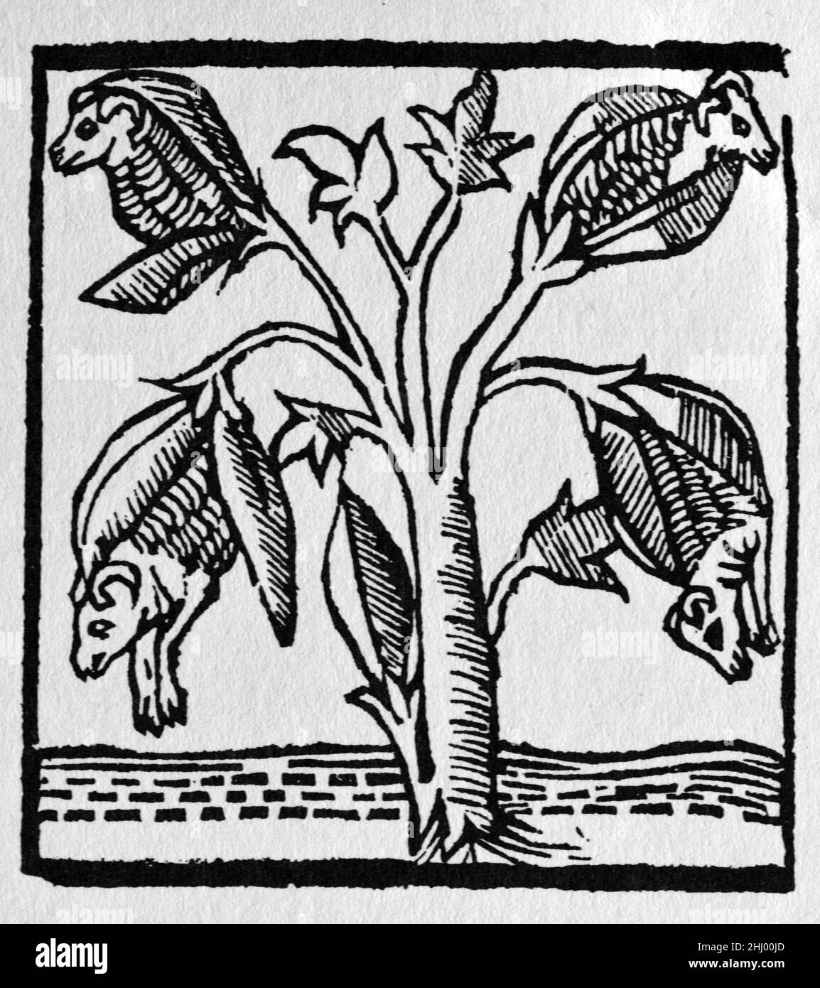 Fantastisches Bild einer Baumwollpflanze, wie es Sir John Mandeville auf den Reisen von John Mandeville wahrnahm. Nach Mandeville, als die Früchte reifen, öffnete sich das y, um Lämmer zu offenbaren. Wenn die Äste nach unten gebeugt wurden, konnten sich die Lämmer auf dem darunter liegenden Gras ernähren. c16th Vintage Woodcut Print, Engraving oder Illustration aus einer spanischen Ausgabe von 1521. Stockfoto