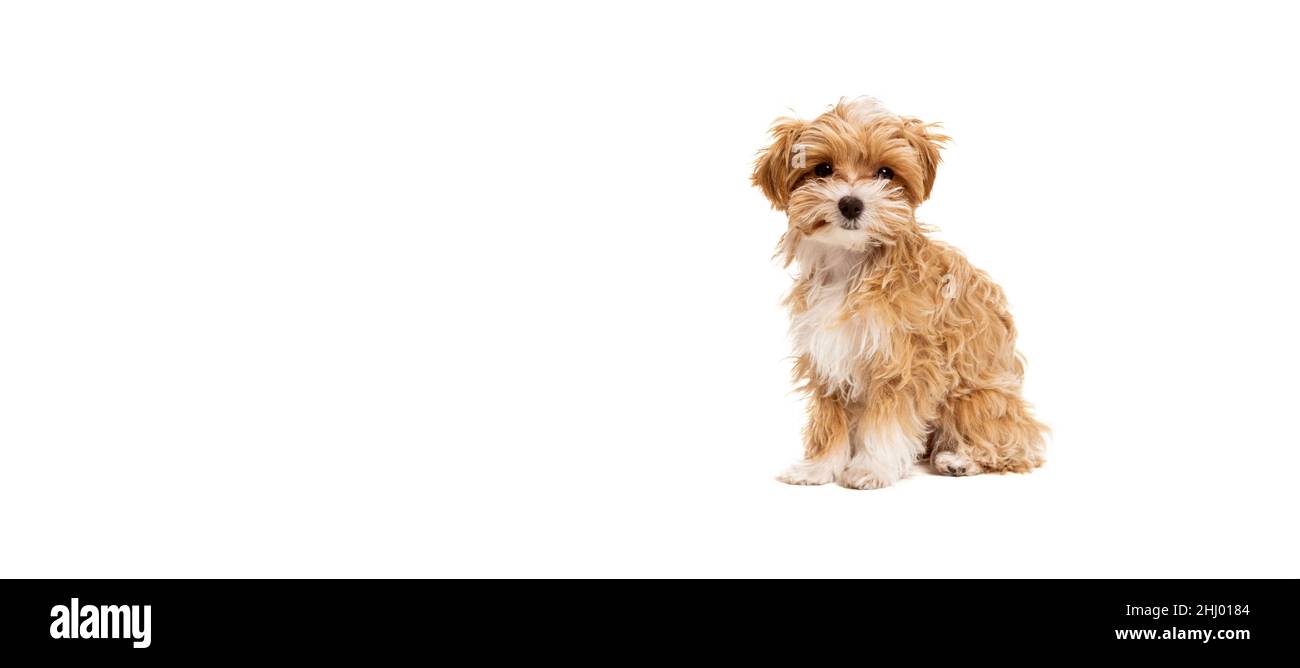 Flyer mit niedlichen Hund, maltipoo goldene Farbe posiert isoliert auf  weißem Hintergrund. Konzept von Schönheit, Rasse, Haustiere, Tierleben  Stockfotografie - Alamy
