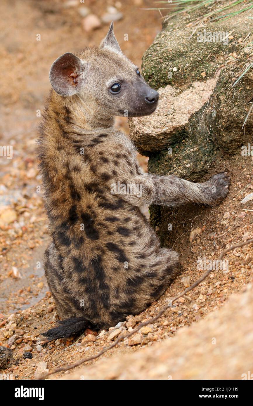 Die junge Frau hat Hyena im Krüger-Nationalpark entdeckt Stockfoto