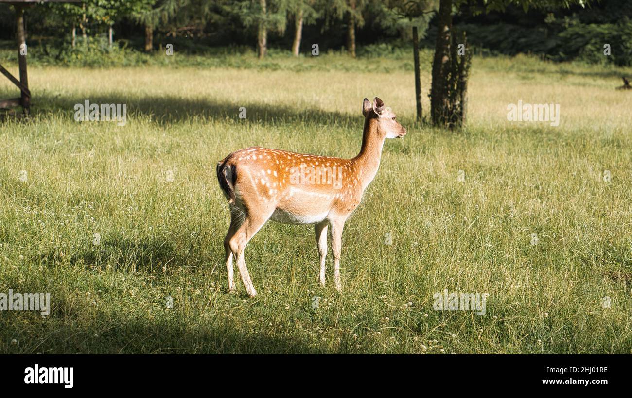 Hirsch auf einer Wiese beim Weiden. Die Hirschkuh frisst entspannt vom Gras. Tier in der Natur geschossen Stockfoto