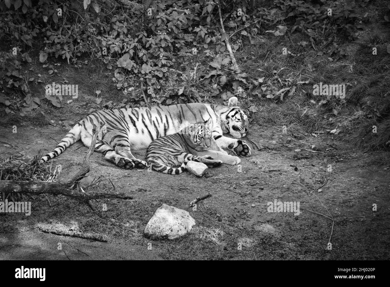 Sibirische Tiger-Mutter mit ihrem Jungen, schwarz-weiß, entspannt auf einer Wiese liegend. Kraftvolle Raubkatze. Die größte Katze der Welt und bedroht Stockfoto