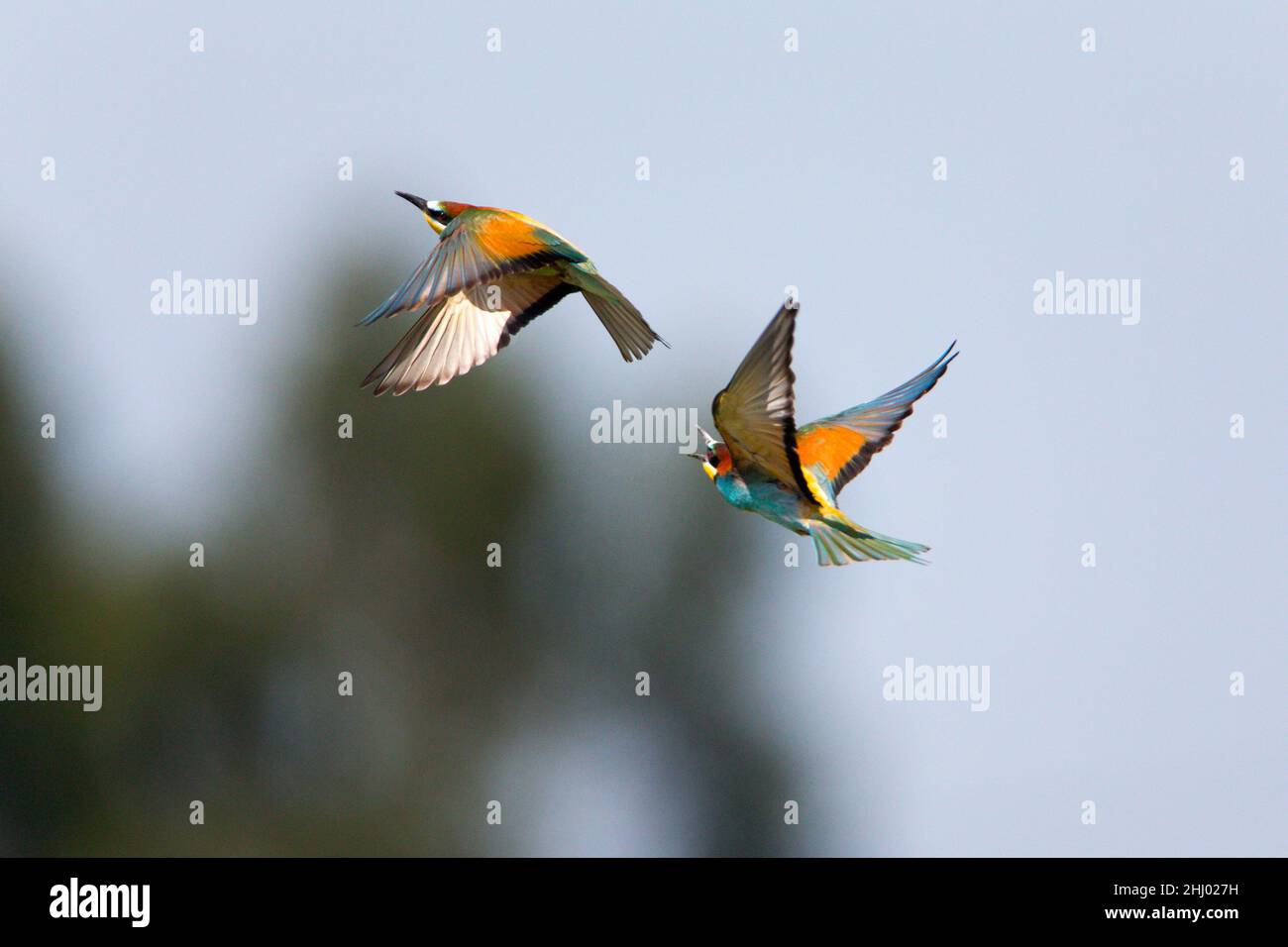 Bienenfresser, (Merops apiaster), zwei Balzvorstellung, in der Luft, Castro Verde, Alentejo, Portugal Stockfoto