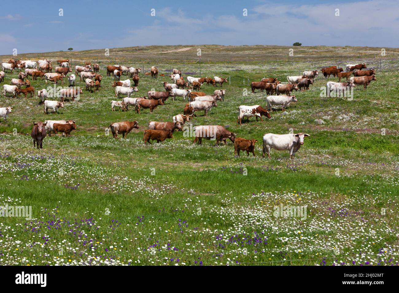 Rindvieh auf der Ranch Weideland, voll von wilden Blumen im Frühling, Castro Verde, Alentejo, Portugal Stockfoto