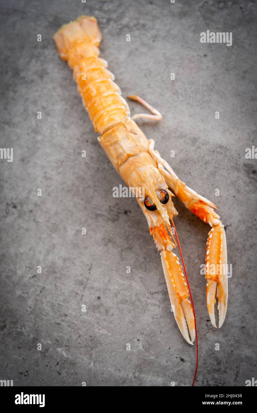 Frische rohe mediterrane Kaisergranat auf grauem Hintergrund. Draufsicht Stockfoto