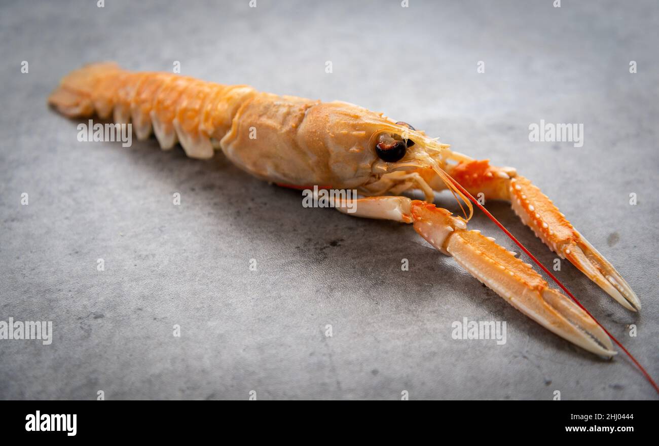 Frische rohe mediterrane Kaisergranat auf grauem Hintergrund Stockfoto
