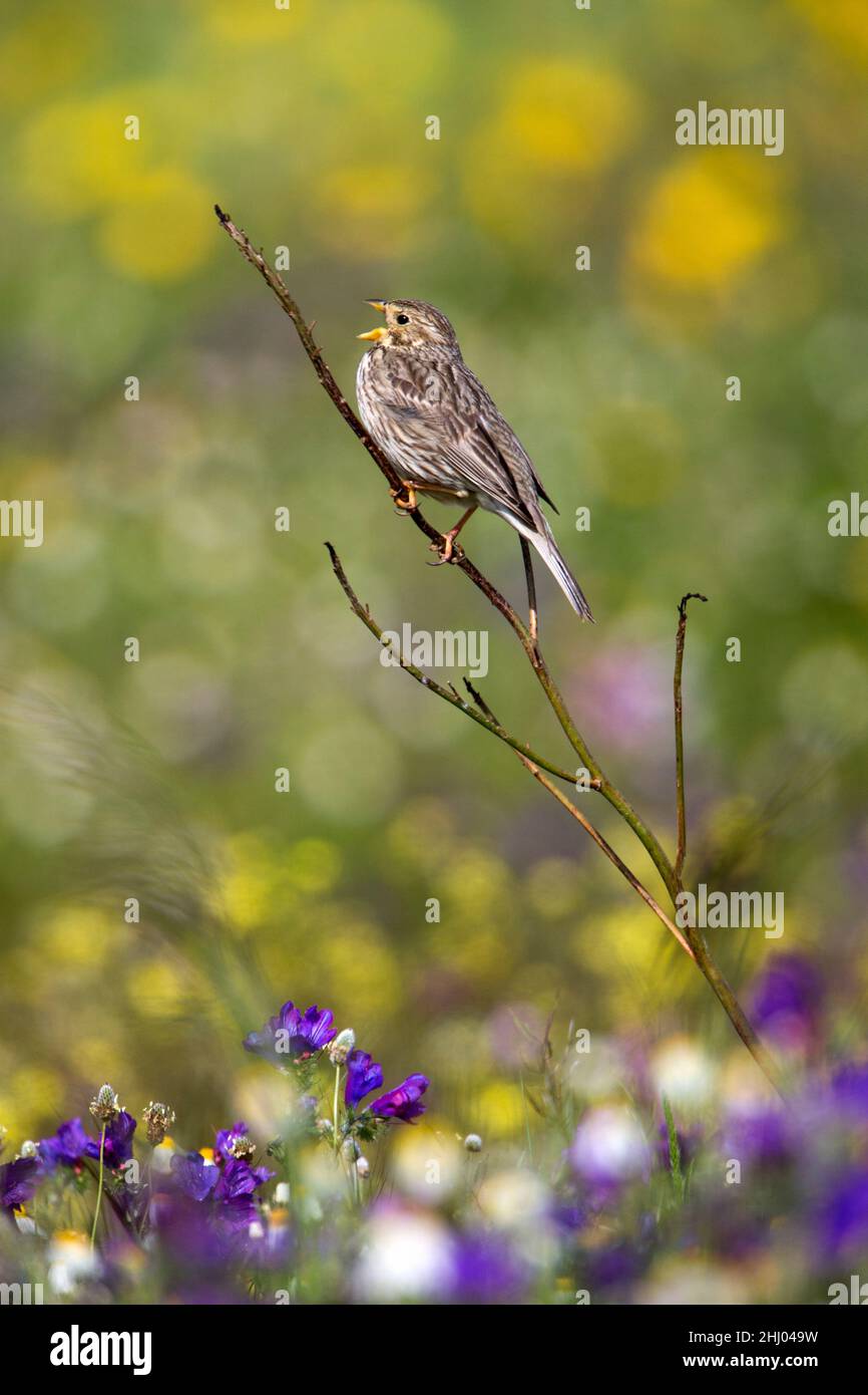 Corn Bunting, (Emberiza calandra), Gesang von Pflanzenstiel, Castro Verde, Alentejo, Portugal Stockfoto