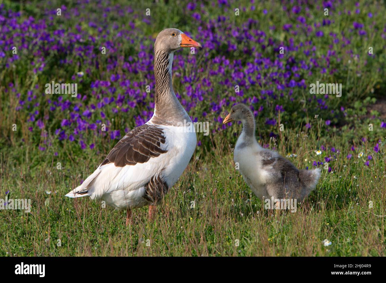 Hausgans, weibliche Erwachsene mit Gänse, Castro Verde, Alentejo, Portugal Stockfoto