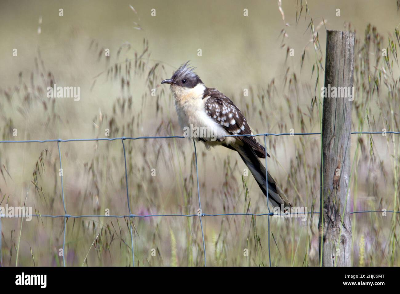 Großer gefleckter Kuckuck, (Clamator glandarius), Männchen auf Zaun, Castro Verde, Alentejo, Portugal, Europa Stockfoto