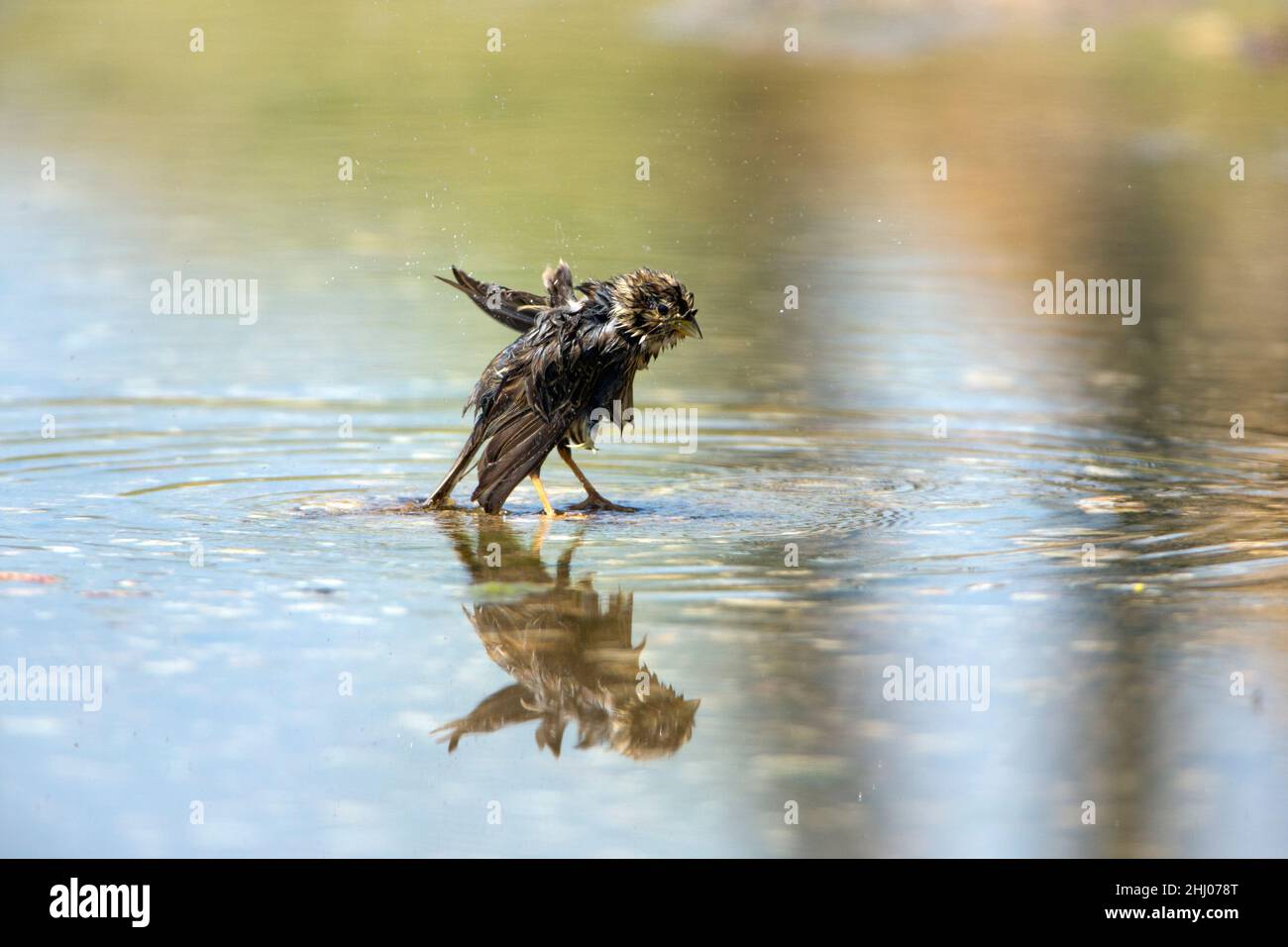 Haussparrow, (Passer domesticus), Baden im Bach, Castro Verde, Alentejo, Portugal Stockfoto